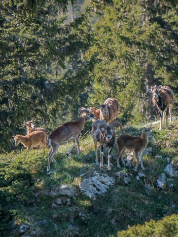 Mouflons méditerranéens en famille