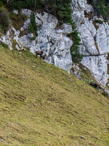 Chamois du Vallon de Pratcel, oct. 2019