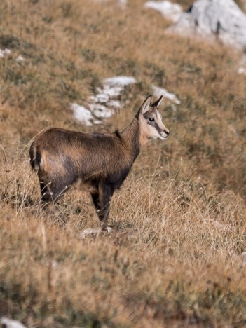 Cabri, jeune chamois