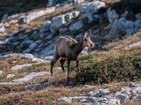 Chamois