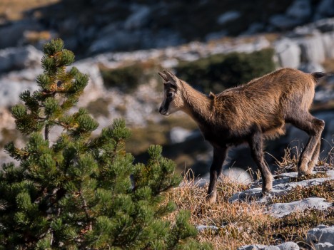 Cabri, jeune chamois