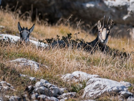 Chamois, chèvre et cabri