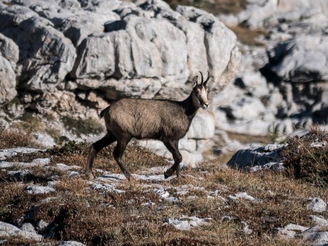 Chamois