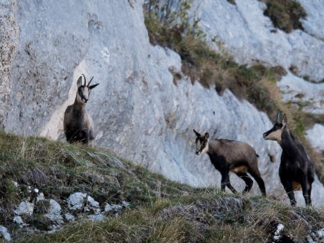 Chamois, chèvre et cabri