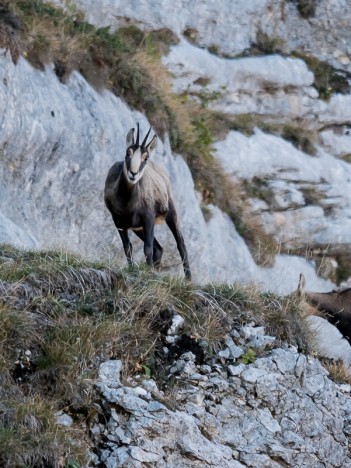 Chamois