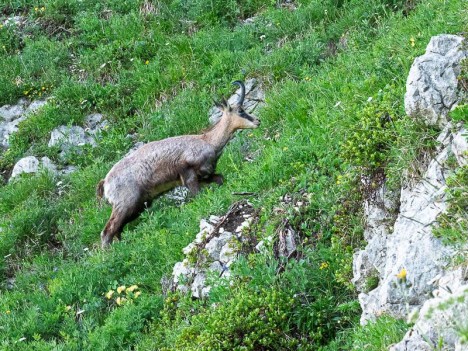 Chamois