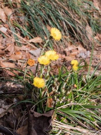 Fleurs de Tussilage