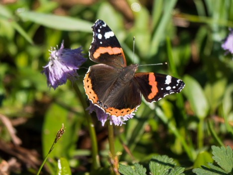 Papillon : le Vulcain