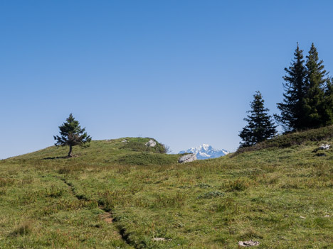 Arbre taillé et Mont Blanc