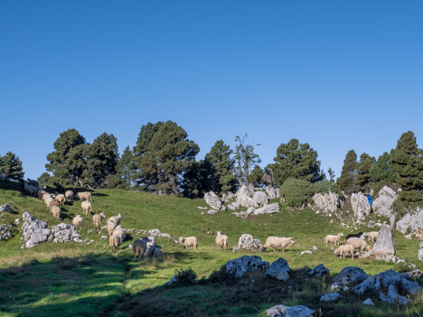 Moutons de la Rousse