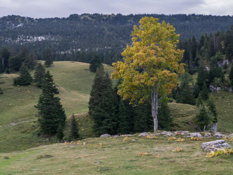 Arbre d'automne, Col de l'Alpette