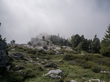 Les Pins brûlés