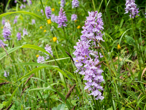 Orchis de Fuchs