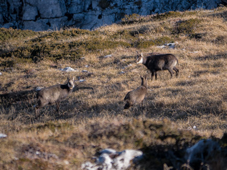 Trois Chamois