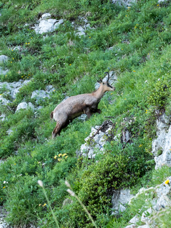 Chamois