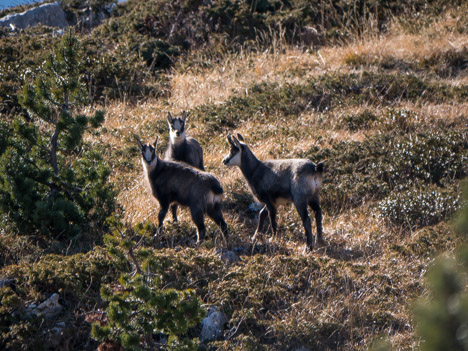 Chamois