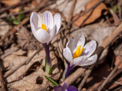 Crocus à fleur blanche, avr. 2011