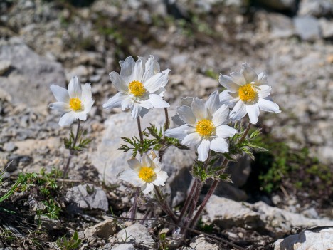 Anémones du Mont Baldo, juin 2012