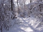 Sentier du Mont Tournier, janv. 2007