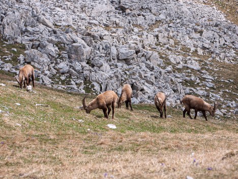 Sur les pentes du Sommet de Montaveilla, avr. 2011