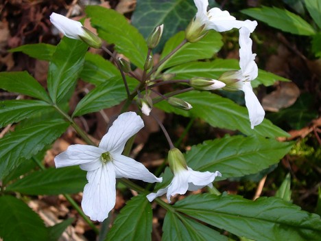 Cardamine à sept folioles, mars 2007