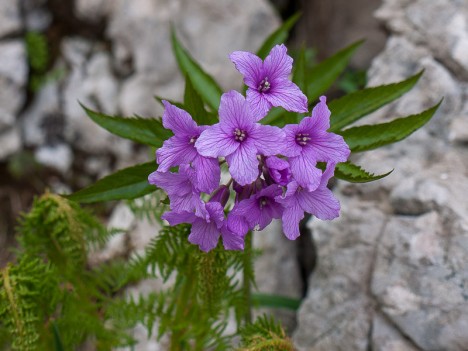 Cardamine digitée, juin 2010