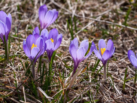 Crocus vernus, Safran du Printemps, avr. 2011