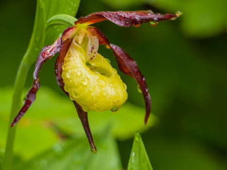 Rosée sur un Sabot de Vénus, juin 2010