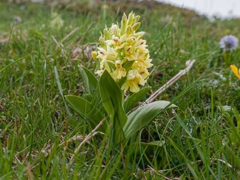 Orchis à odeur de sureau, jaune, juin 2010