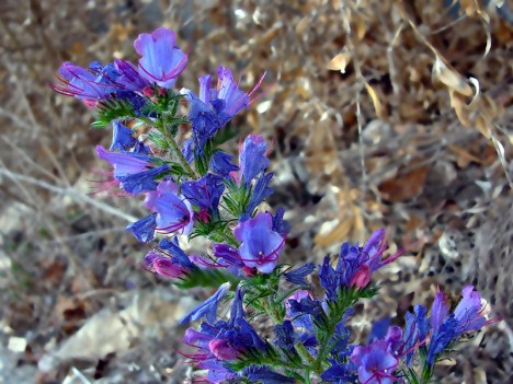 Vipérine, mai 2007