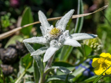 Edelweiss, juin 2012