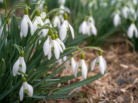 Galanthus nivalis, communément appelée Perce-neige, mars 2012