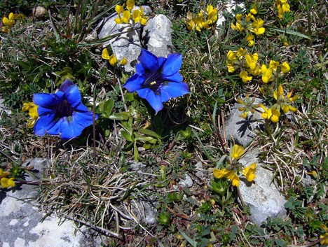 Gentiane à feuilles étroites, mai 2007