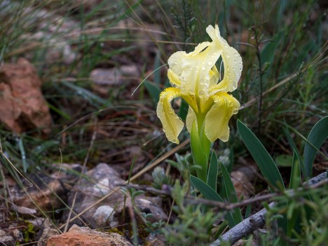Iris lutescens jaune, avr. 2012