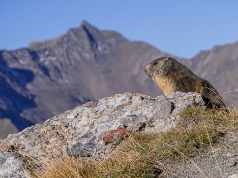 La marmotte du Pic de l'Aigle, oct. 2011