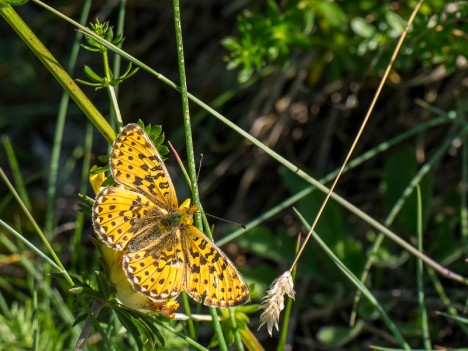 Mélitée du Mélampyre, le Damier Athalie, mai 2012