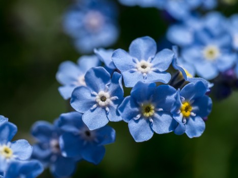 Myosotis alpestre, juin 2012