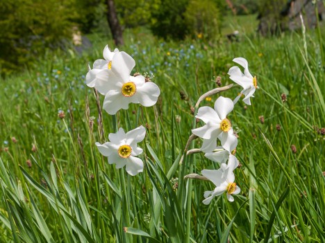 Narcisses des Poètes, mai 2009