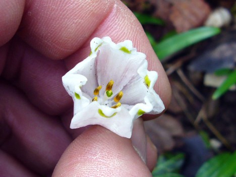 Fleur de Nivéole, mars 2007