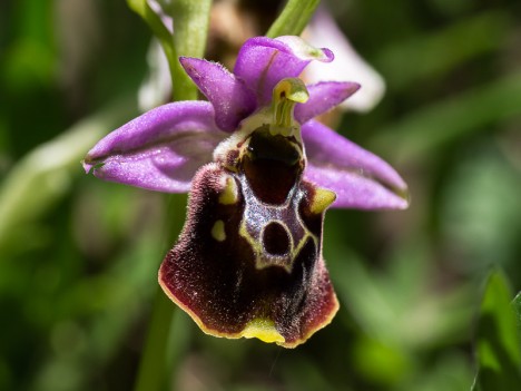 Ophrys de la Durance,, mai 2012