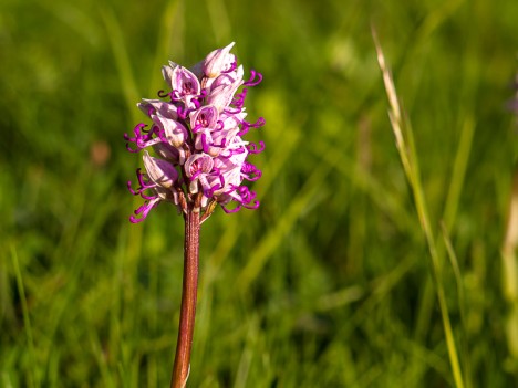 Orchis singe, avr. 2011