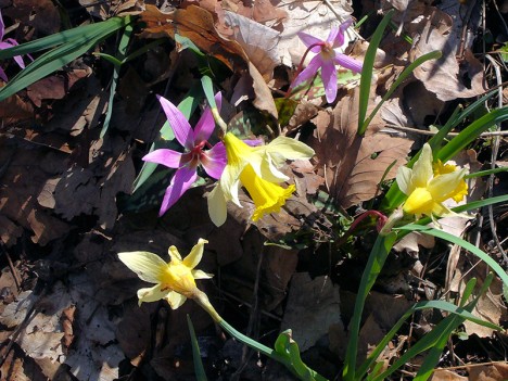 Érythrones et jonquilles, mars 2006