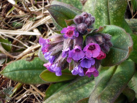 Fleurs de pulmonaire officinale, mars 2007