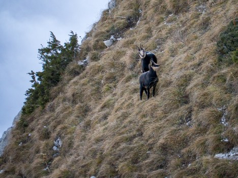 Chamois, biche et son faon, nov. 2011