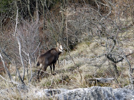 Chamois près d'Inimond.jpg, mars 2009