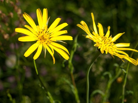 Fleurs de salsifis sauvage, mai 2009