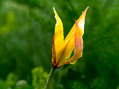 Tulipe méridionale ou australe, juin 2012