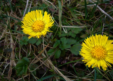 Tussilage, une herbe à fumer qui chasse la toux, mars 2007