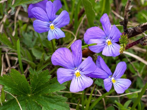 Pensées des Alpes, juin 2010