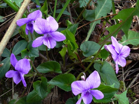 Violettes des bois, mars 2007